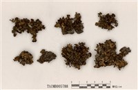 藏品(島衣屬)的圖片